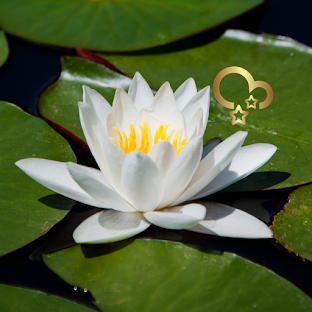 Lotus Wallpaper